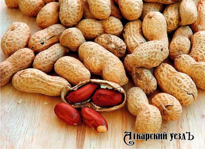 Кормление детей арахисом спасает от аллергии на него — Ученые