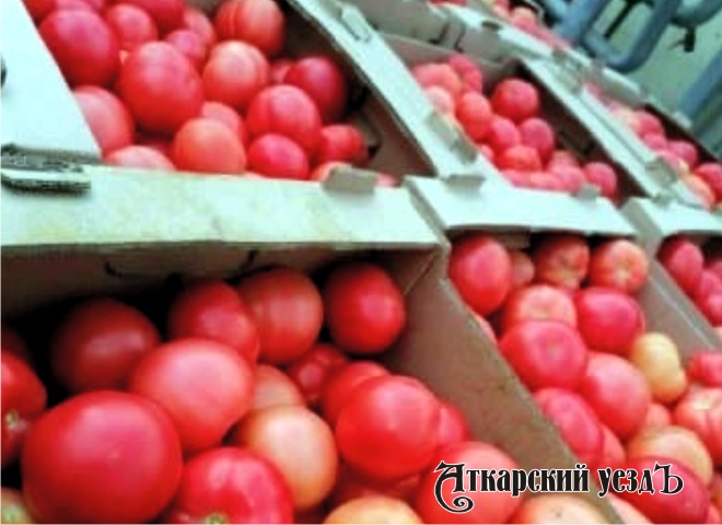 В теплице села Петрово в сентябре собрали 25 тонн крупных томатов