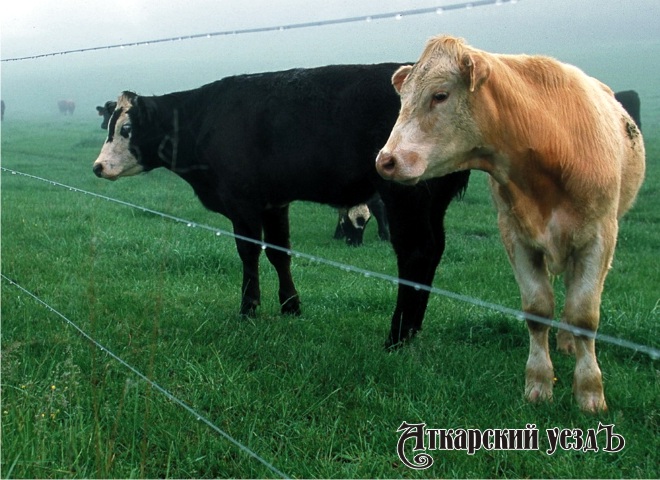 История: как в учхозе «Муммовское» коров электропастухом пасли