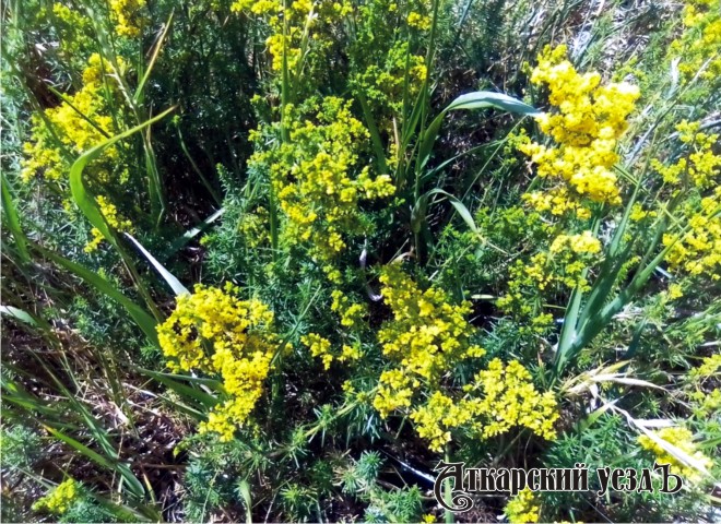 Жительница Даниловки рассказала о цветущем в полях подмареннике