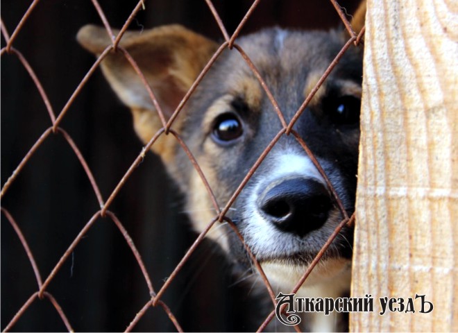 На отлов бродячих собак в Аткарском районе потратят 364800 рублей
