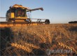 Аткарский район вошел в десятку лидеров по урожаю зерна в регионе