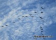 Над Аткарском пролетела большая стая журавлей, насчитали 134 птицы