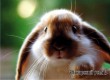 Симпатичный бело-коричневый кролик