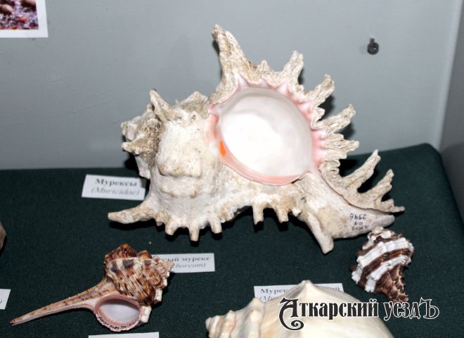 В краеведческом музее Аткарска открылась выставка «Из глубин морских»