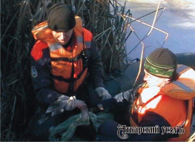 Аткарские спасатели провели уникальную спасательную операцию по вызволению двух лебедей из ледяного плена