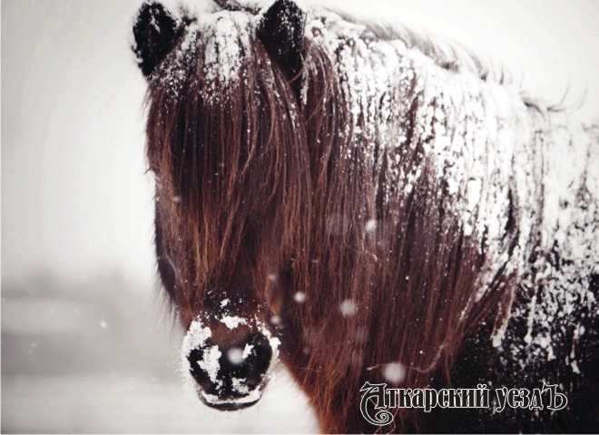 Аткарские ветеринары вакцинировали всех лошадей в районе от сибирской язвы