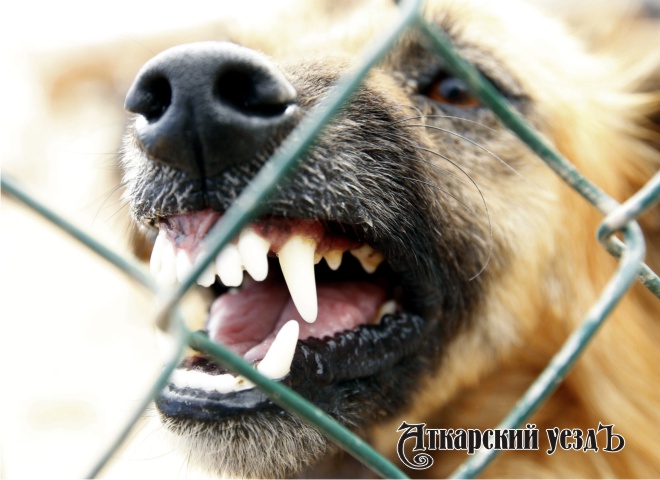 В Петрово объявлен карантин из-за бешеной собаки