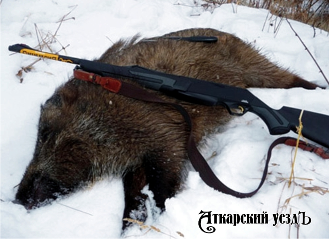 До 1 марта запрещена охота на кабана в 13 районах Саратовской области