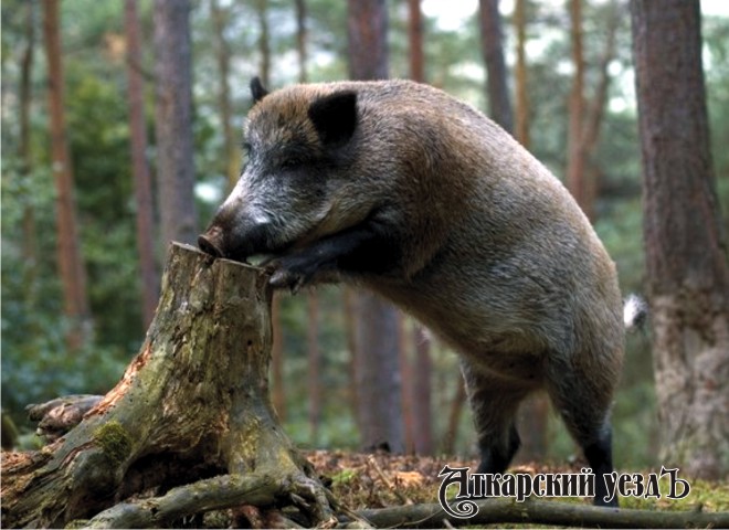 До 1 ноября 2016 года в Аткарском районе запрещается охота на кабана