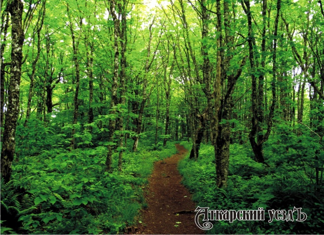 Туристические маршруты Аткарска: Пригородный лес на косогоре