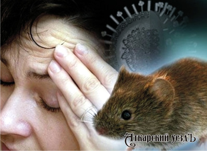Минздрав призвал не забывать о мышиной лихорадке при отдыхе на природе