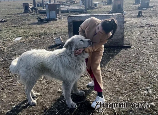 Соцработники Аткарска нанесли визит в приют для собак «Надежда»