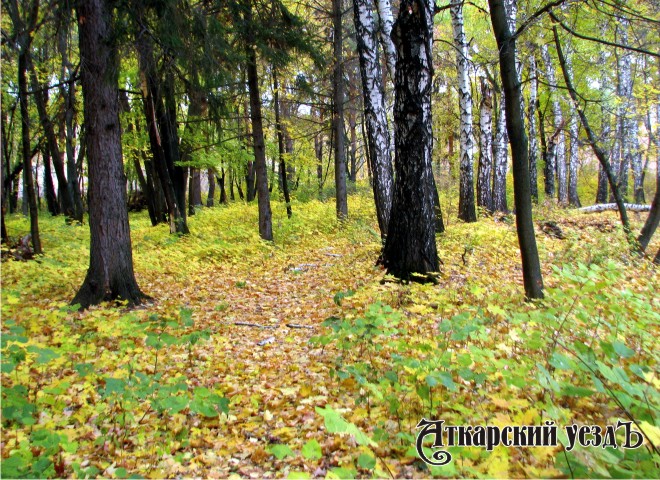 С 29 августа в Аткарском районе на 21 день вводится ограничение на пребывание в лесах