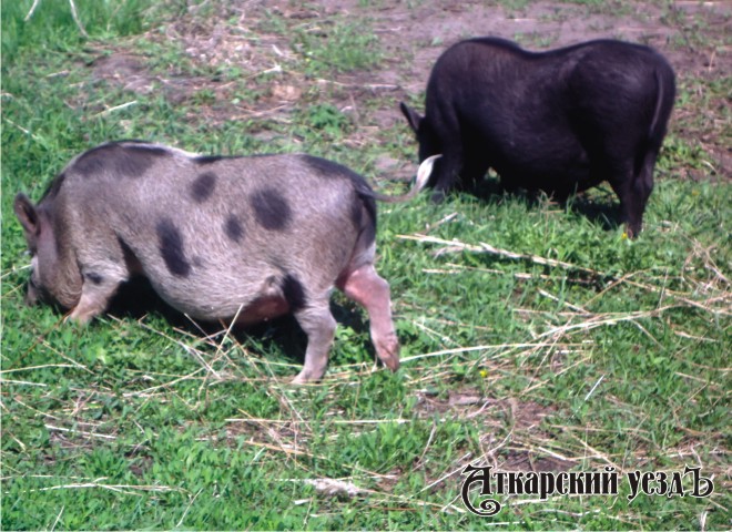 В селе Сосновка Аткарского района из-за АЧС уничтожено 80 домашних свиней