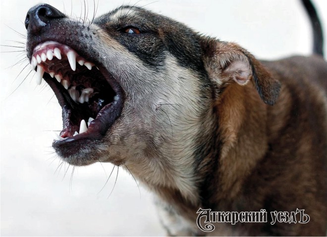 На отлов безнадзорных собак в Аткарске потратят 143 тысячи рублей