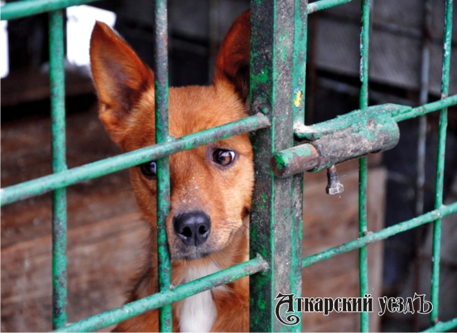 На отлов кошек и собак в селах Аткарского МР потратят еще 110 тысяч
