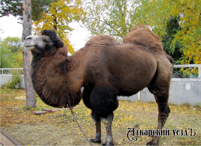 В Саратовской области поголовье верблюдов выросло до 102 голов