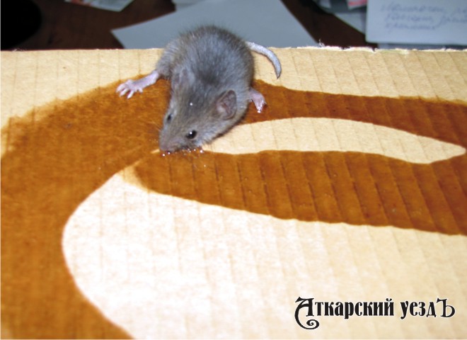 9 аткарчан с начала года заболели «мышиной» лихорадкой