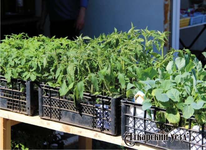 В Саратовской области разрешили продажу рассады и садового инвентаря