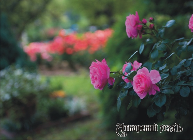 Стала известна цена экскурсий на Фестиваль роз для саратовцев