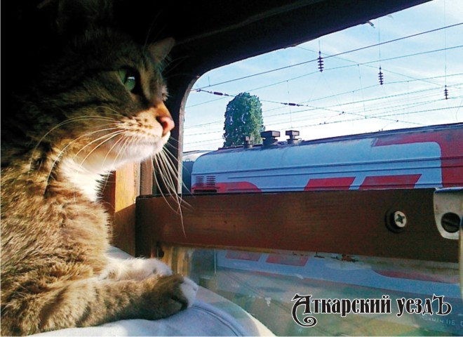 Кошка в поезде смотрит в окно
