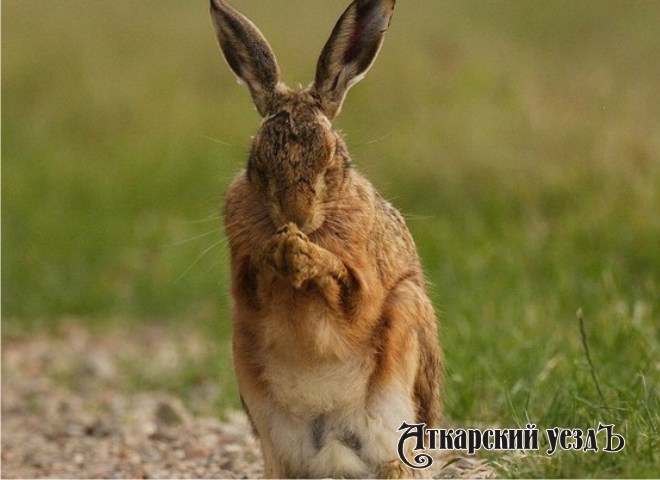 С 15 сентября в Аткарском районе откроется охота на зайцев