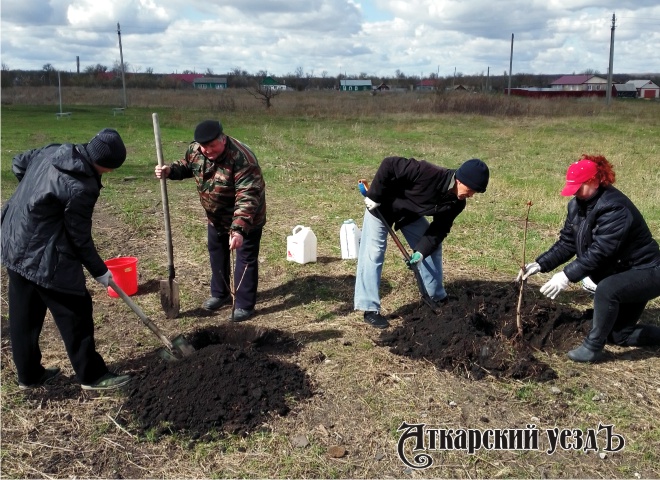 На акции «Сад памяти» в поселке Лопуховка высадили 50 каштанов