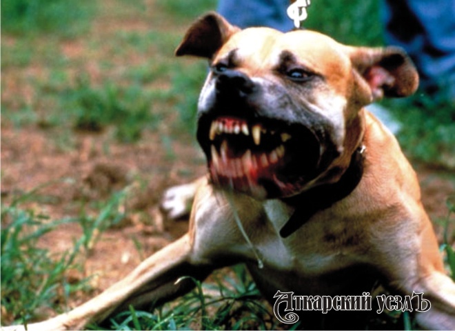 В РФ появятся опасные породы собак