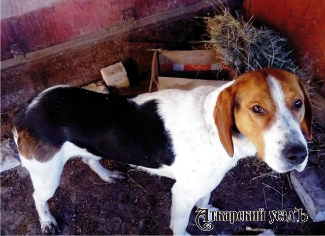 В Аткарском районе ищут хозяина потерявшейся собаки