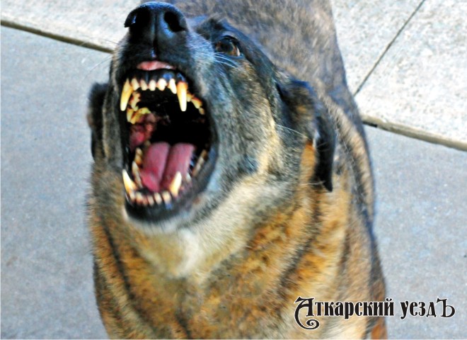 В Барановке Аткарского района собака укусила четырех сельчан