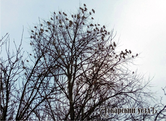 Птицы на дереве