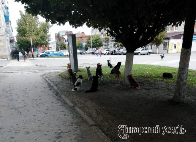 Стая собак на улицах Аткарска