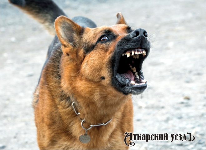 Штрафы для владельцев собак за укусы составят до 200 тысяч рублей