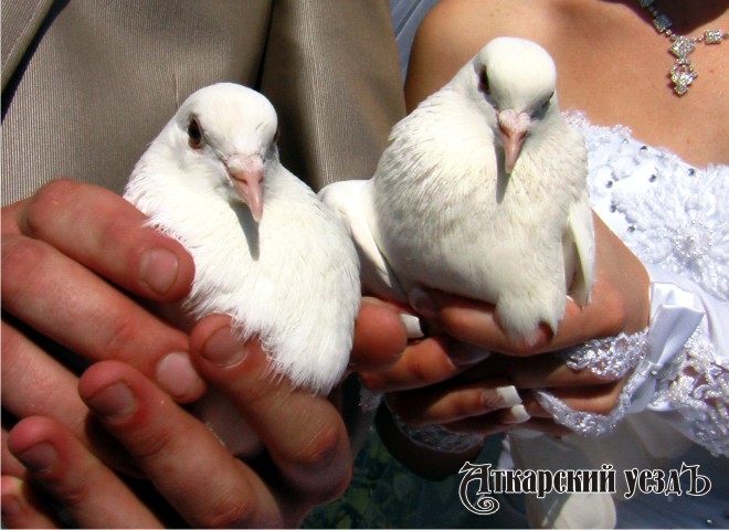 Белые голуби в руках невесты и жениха