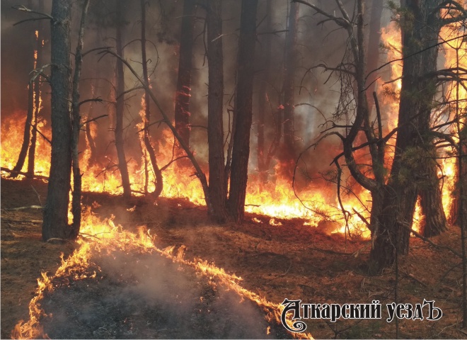 Пожар в сосновом лесу