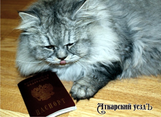 Аткарчанка пошла на хищение паспорта, чтобы вернуть кошечку