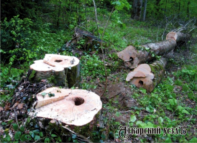 Жители Аткарского района незаконно вырубают деревья дуба