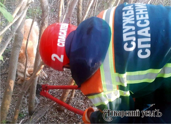 В Аткарске собака запуталась в цепи и 3 дня ждала помощи спасателей