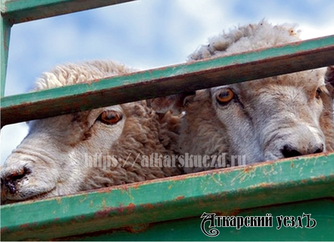 У сельчанки из Аткарского района похитили двухлетних овец