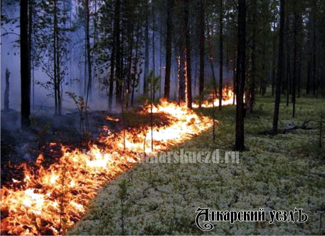 После пала под Сосновкой разгорелся лесной пожар на площади 18 га