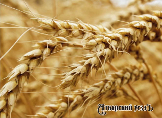 Саратовец пожаловался на уборку пшеницу с его поля в Кочетовке