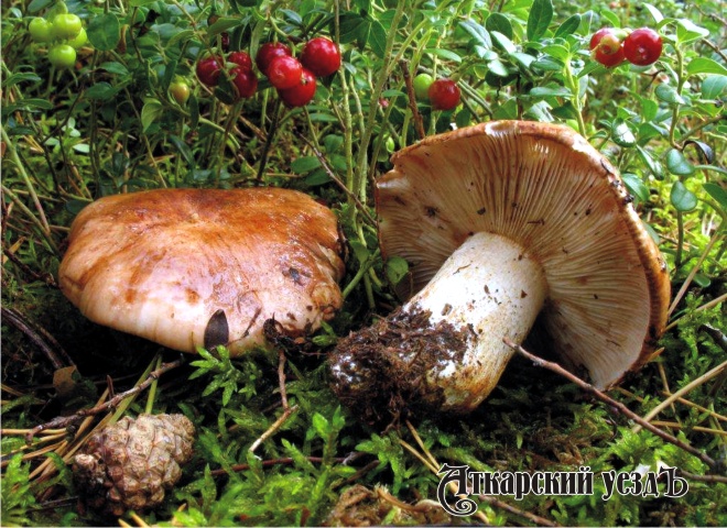 Юная москвичка отравилась грибами под Аткарском
