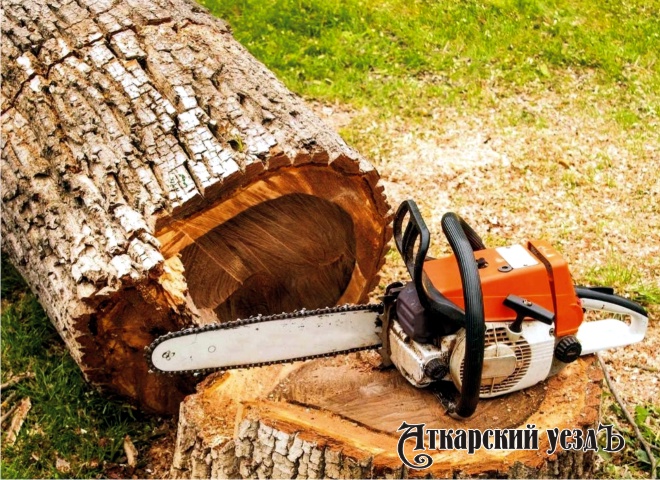 Аткарчанин заплатит 107 тысяч рублей за 8 спиленных деревьев