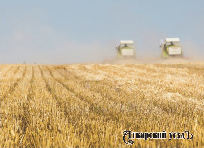 Идет уборка озимой пшеницы в Аткарском районе