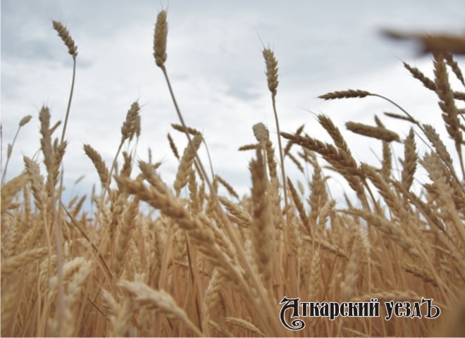 Колосья зерна в поле