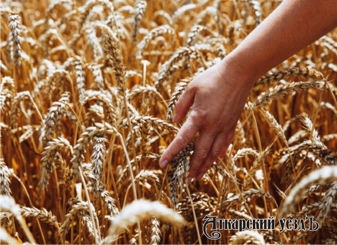 Аткарские земледельцы помогли региону собрать 1-й млн тонн зерна