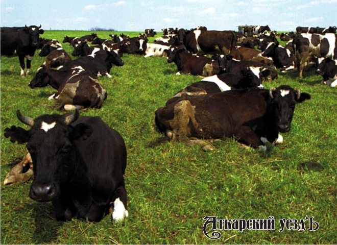 Большое стадо коров на лугу
