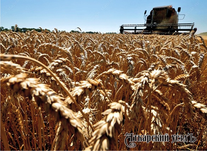 Более 100 тысяч тонн зерна собрали в Аткарском и еще 12 районах