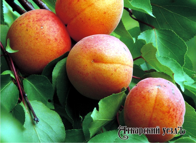 Абрикос назвали самым полезным фруктом летнего сезона